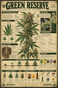 Green Reserve® – Cannabis Knowledge Poster
